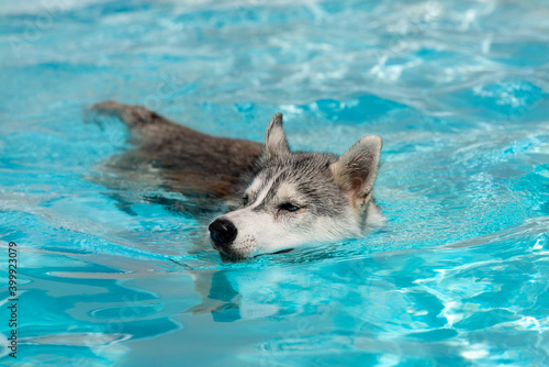 A young Siberian Husky female dog with blue eyes is swimming in a pool. She has wet grey and white fur. The water has an azure and blue color, with waves and splashes. It's a sunny summer day.