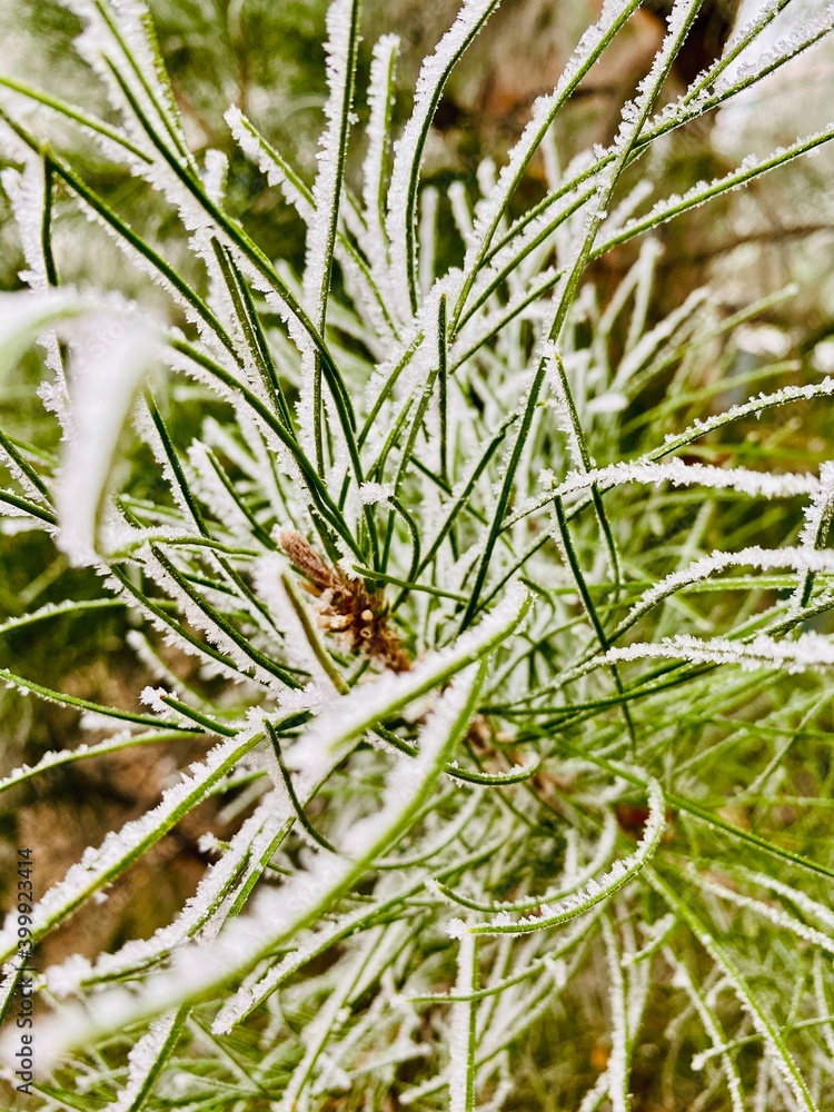 Obraz premium frost on needles