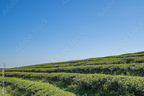 Fototapeta Naklejka Na Ścianę i Meble -  Beautiful scenic view of tea plantations with the sky and mountains background in Thailand. Space for text