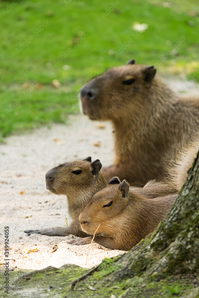 Female capybara with two babies laying behind a tree Female capybara with two babies laying behind a tree