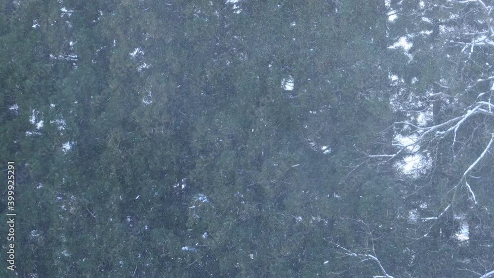 冬イメージ 吹雪 森の中 強い風 冬イメージ 吹雪 森の中 強い風
