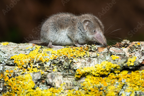 Greater white toothed shrew photo