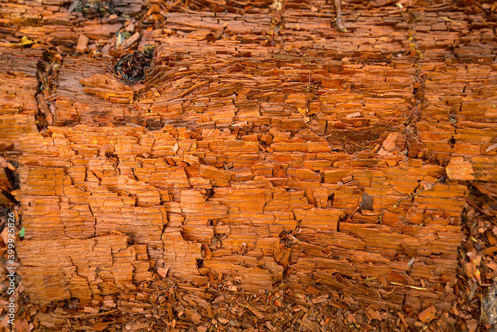 Patterns of decay along growth rings in an old log. Patterns of decay along growth rings in an old log.