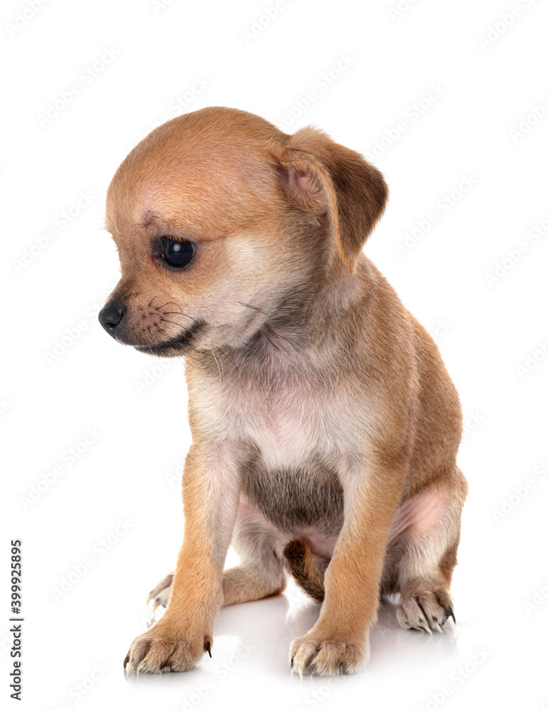 chihuahua in studio chihuahua in studio