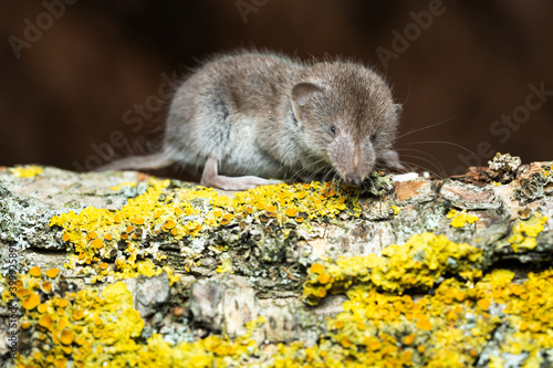 Tableau sur toile Greater white toothed shrew