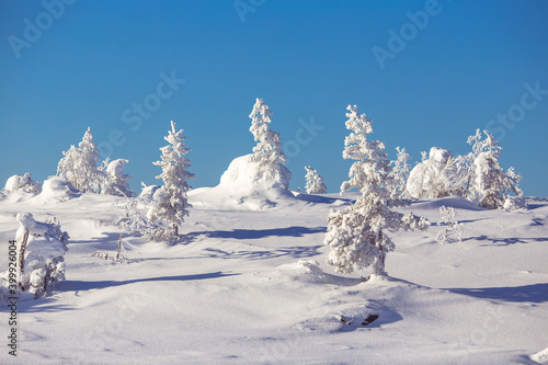 Wallpaper Mural Beautiful winter landscape fresh snow, clear blue sky with clouds and sun. Rare trees in background mountains Torontodigital.ca