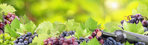Grapes wine from your favorite garden