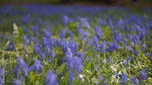 Glade of blue muscari flowers with blur background