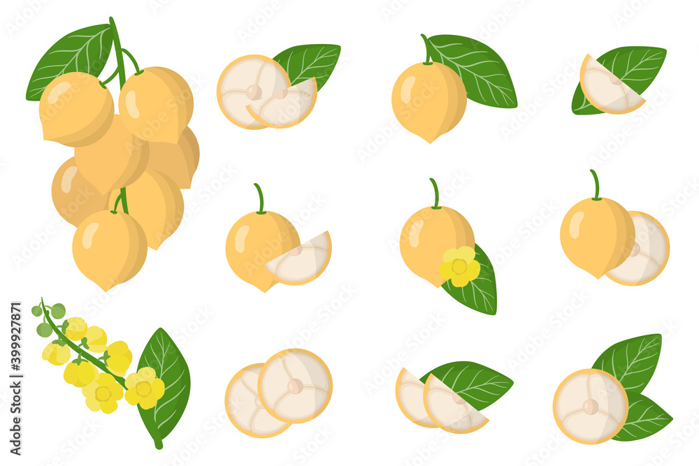 Obraz premium Set of illustrations with Baccaurea exotic fruits, flowers and leaves isolated on a white background.