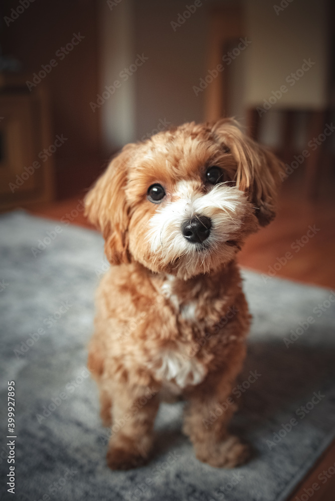 Cute Maltipo dog	