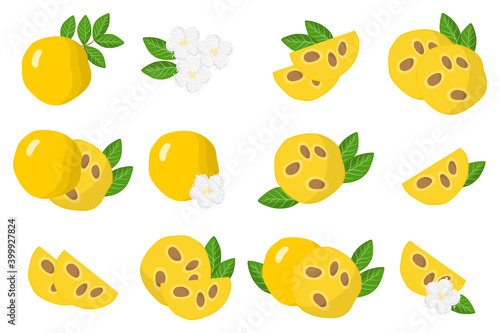 Set of illustrations with Araza exotic fruits, flowers and leaves isolated on a white background. photo