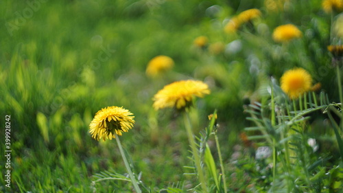 Bright yellow dandelions on a clear day with blurred grass background