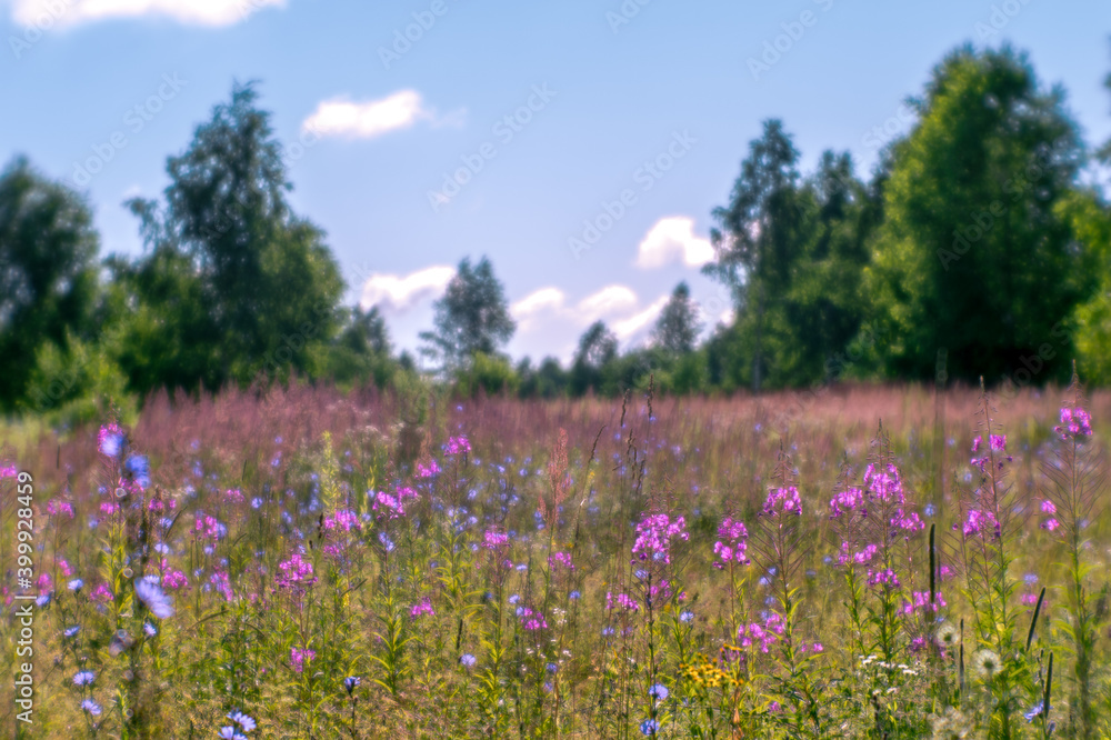 Summer meadow in time with pink inflorescences of cypress and blue chicory flowers on the background of the forest and blue sky. Summer meadow in time with pink inflorescences of cypress and blue chicory flowers on the background of the forest and blue sky.