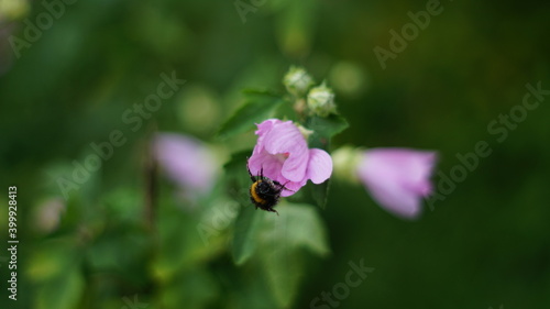 A bumblebee covered in pollen flies out of a soft-pink flower with a blurred background