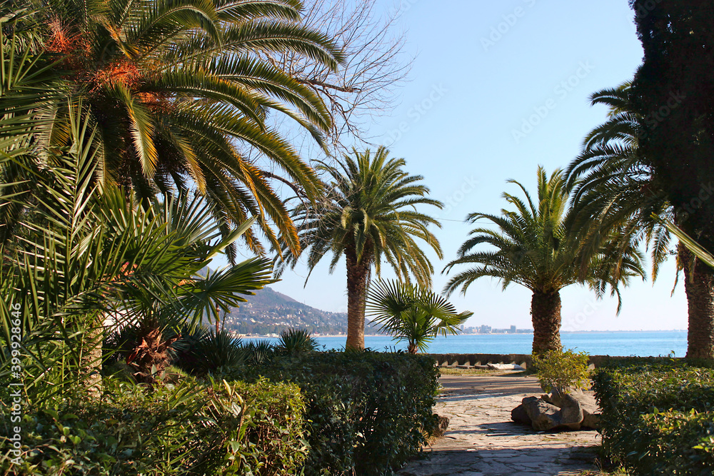 Tropical park by the sea. Gagra, Abkhazia Tropical park by the sea. Gagra, Abkhazia