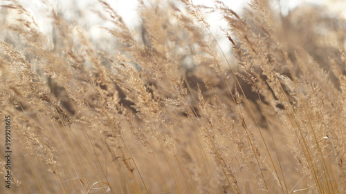 Dry autumn grasses sway in the wind                      