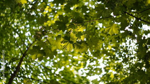 Bright green maple leaves in the rays of the setting sun on a blurred background