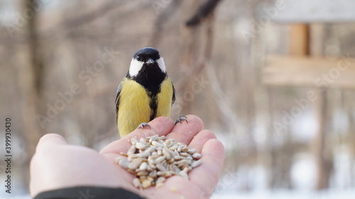 Tit eats sunflower seeds from the hand in winter with blurred background