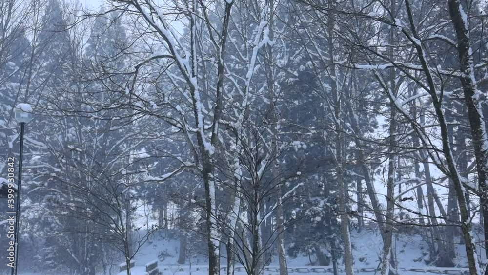 冬イメージ 吹雪 森の中 強い風 冬イメージ 吹雪 森の中 強い風