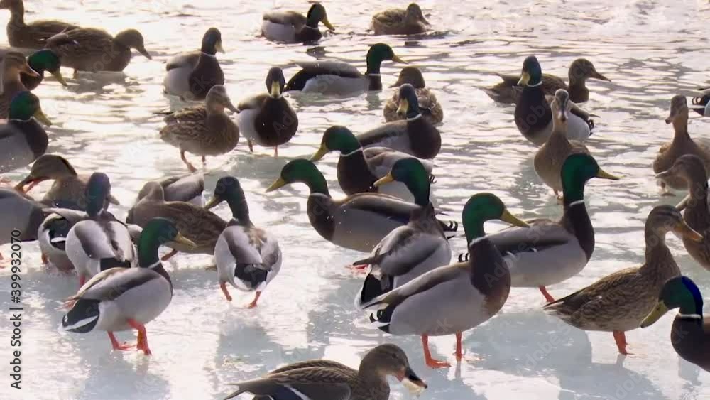 wild ducks near a frozen pond in winter. wild ducks near a frozen pond in winter.