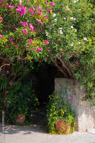 flowers in a secret garden
