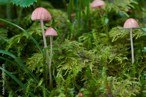Inedible mushroom Mycena rosella in the spruce forest. Known as pink bonnet. Wild mushrooms growing in the moss.