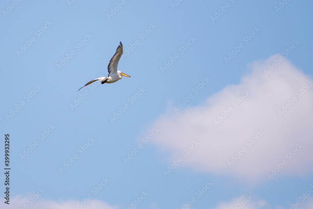 One pelican in flight across a blue sky