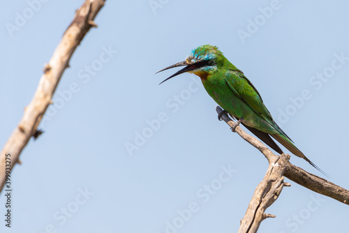 Close up of blue-cheeked bee-eater sitting on a branch of tree