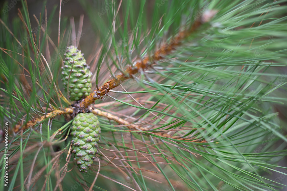 close-up of a pine branch: green coniferous needles, green cones in the forest close-up of a pine branch: green coniferous needles, green cones in the forest