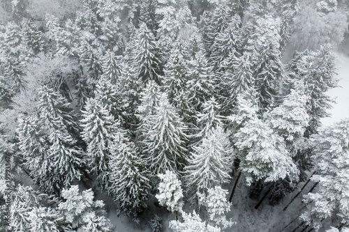 Aerial view of winter forest with snowy trees. Winter nature