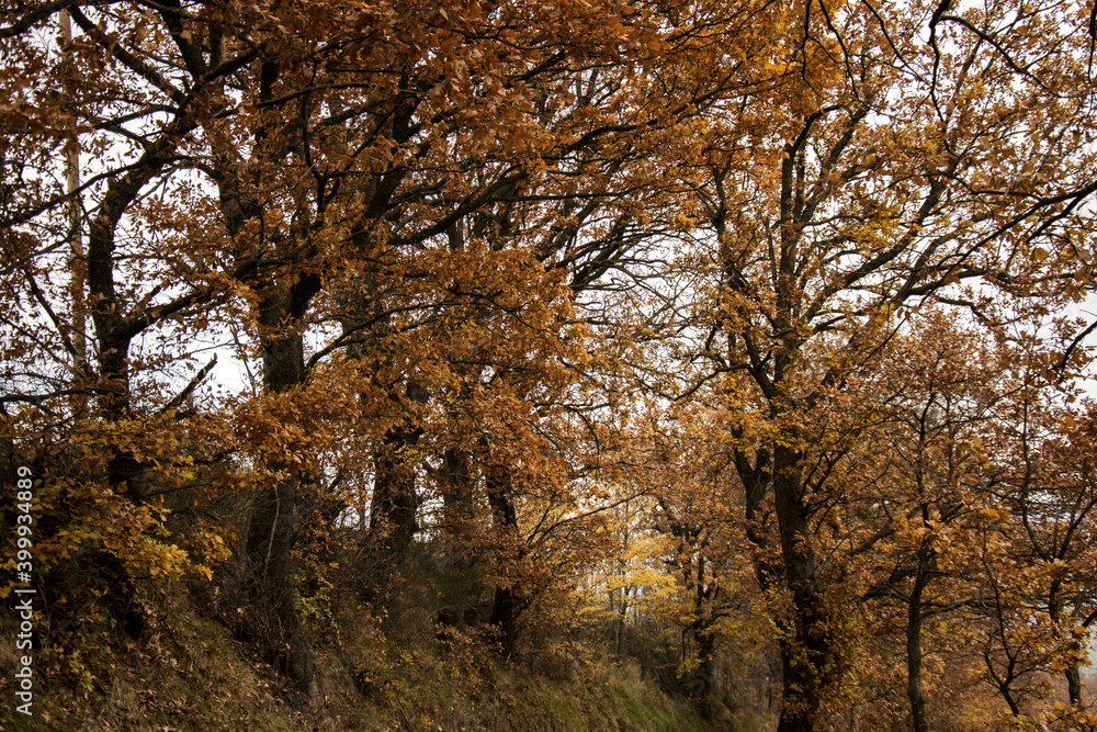 Obraz premium alberi