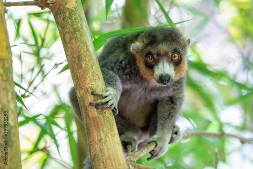 A lemur sits on a branch and watches the visitors to the national park