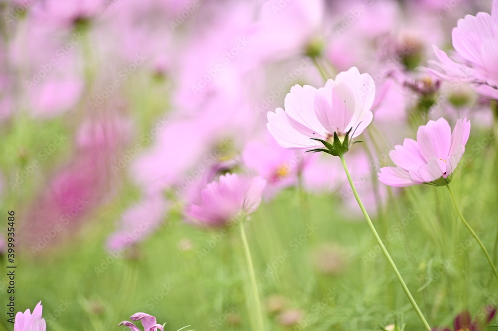 Close-up of pink cosmos flower against the blurred flowers field. Close-up of pink cosmos flower against the blurred flowers field.