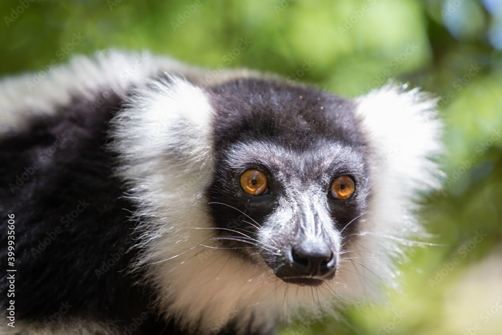 Obraz premium A black and white Vari Lemur looks quite curious