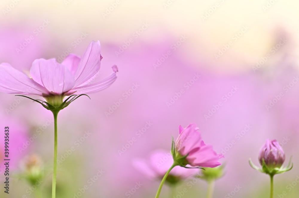 Close-up of pink cosmos flower against the blurred flowers field. Close-up of pink cosmos flower against the blurred flowers field.