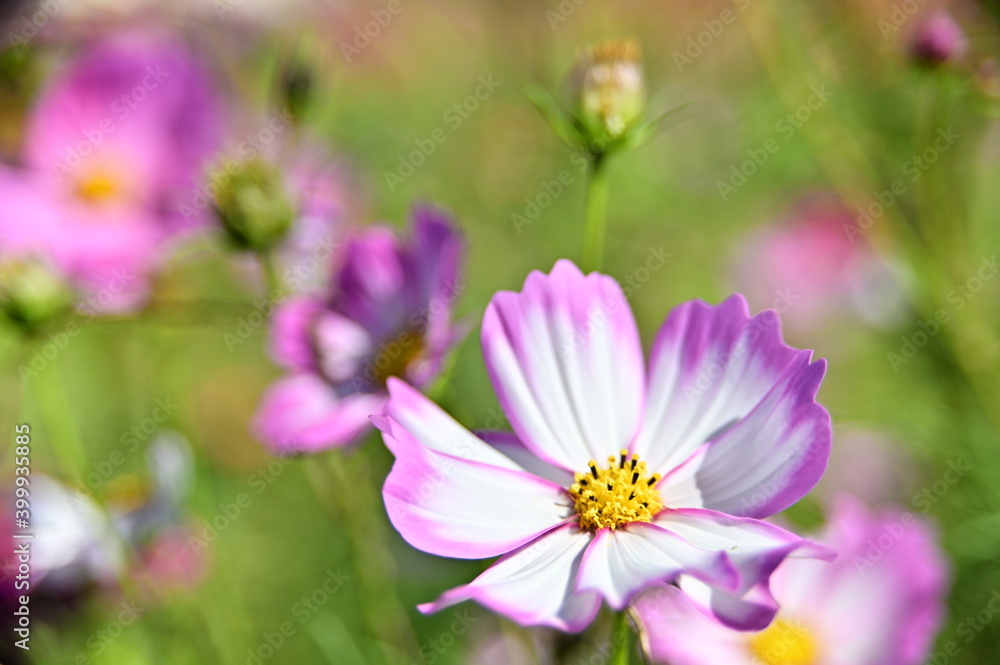 Close-up of pink cosmos flower against the blurred flowers field. Close-up of pink cosmos flower against the blurred flowers field.