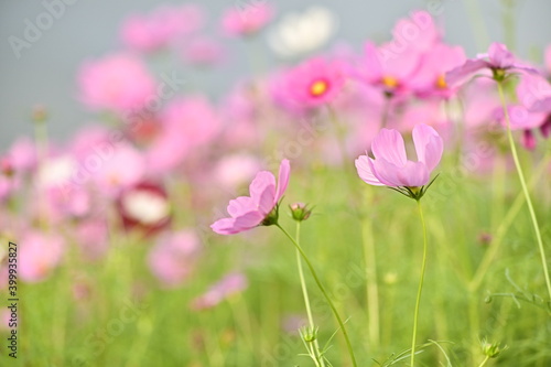 Close-up of pink cosmos flower against the blurred flowers field. © Moment Capsule