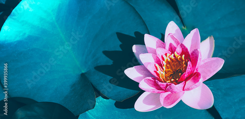 pink lotus water lily flower blooming on water surface, purity nature background