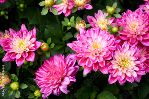 Beautiful flowers of Chinese Aster.