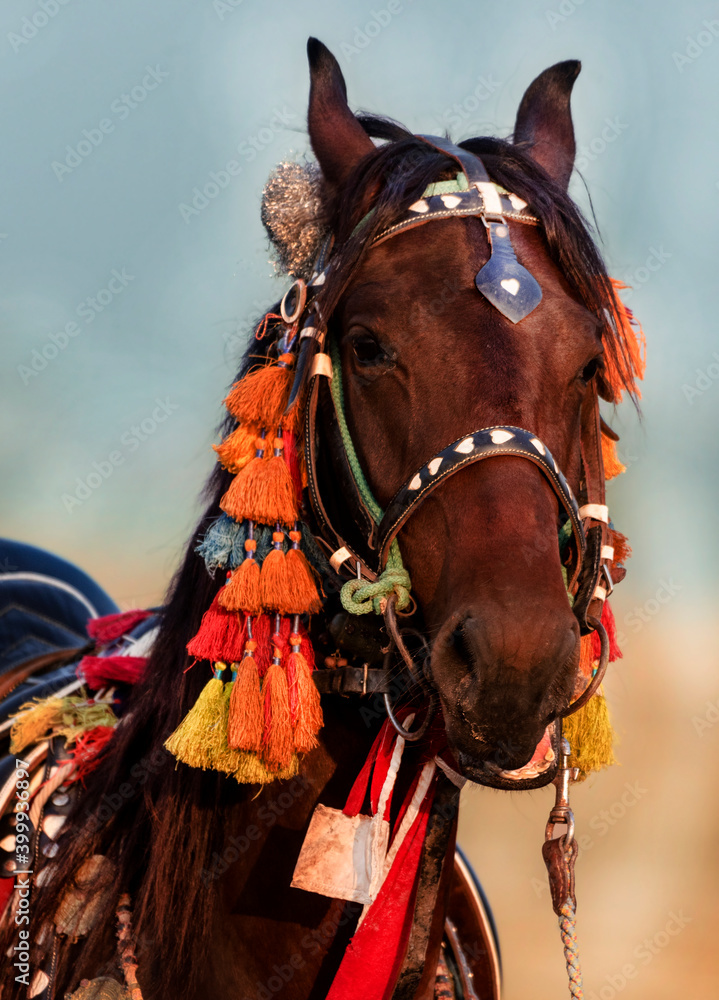 Fototapeta portrait of horses with traditional decoration in rural areas