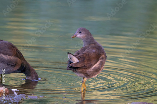 Two Moorhens searches for food in the water, reflection in the fairytale-like morning light photo