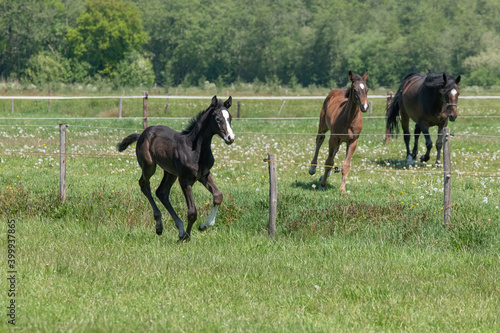 A black foal is trotting in the pasture. Horses gallop in background © Dasya - Dasya