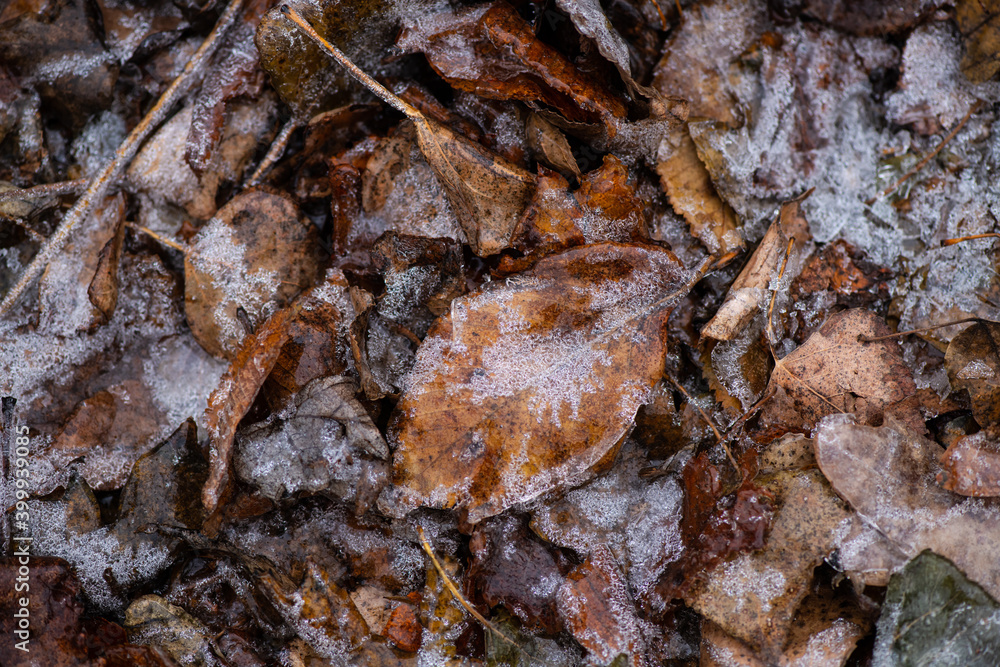 Beautiful icy branches with autumn leaves in the early winter morning, bad and cold weather Beautiful icy branches with autumn leaves in the early winter morning, bad and cold weather