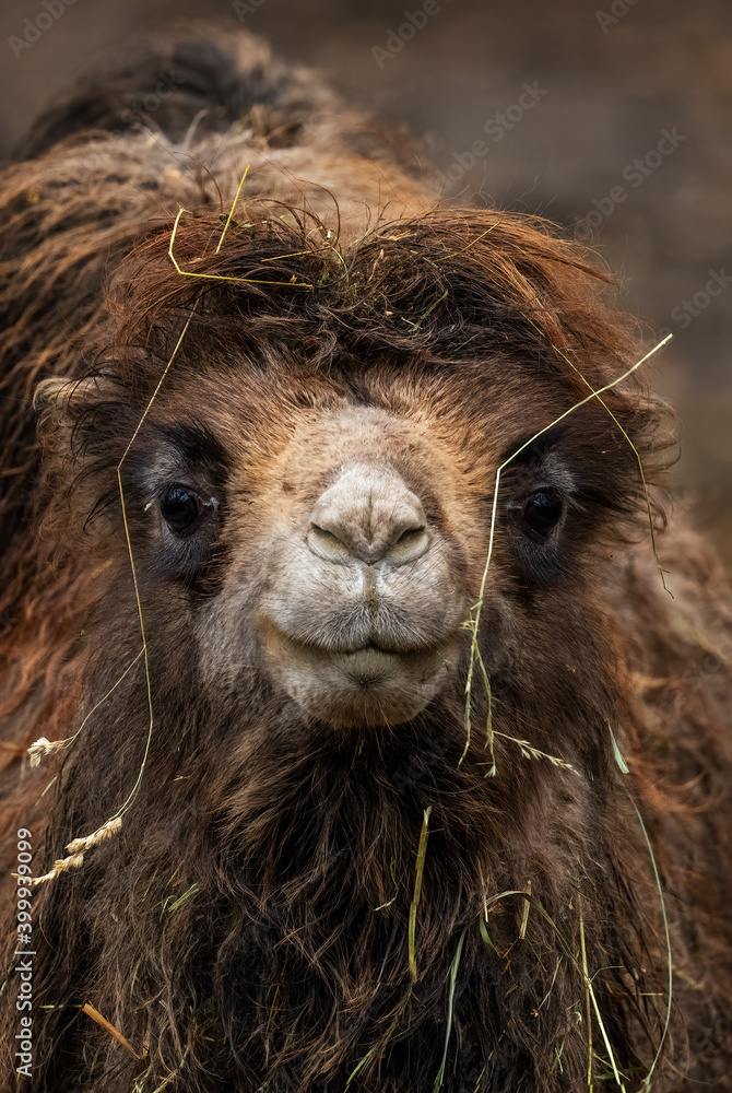 Fototapeta premium Bactrian Camel - Camelus bactrianus, large mammal from Asian deserts and steppes, Mongolia.