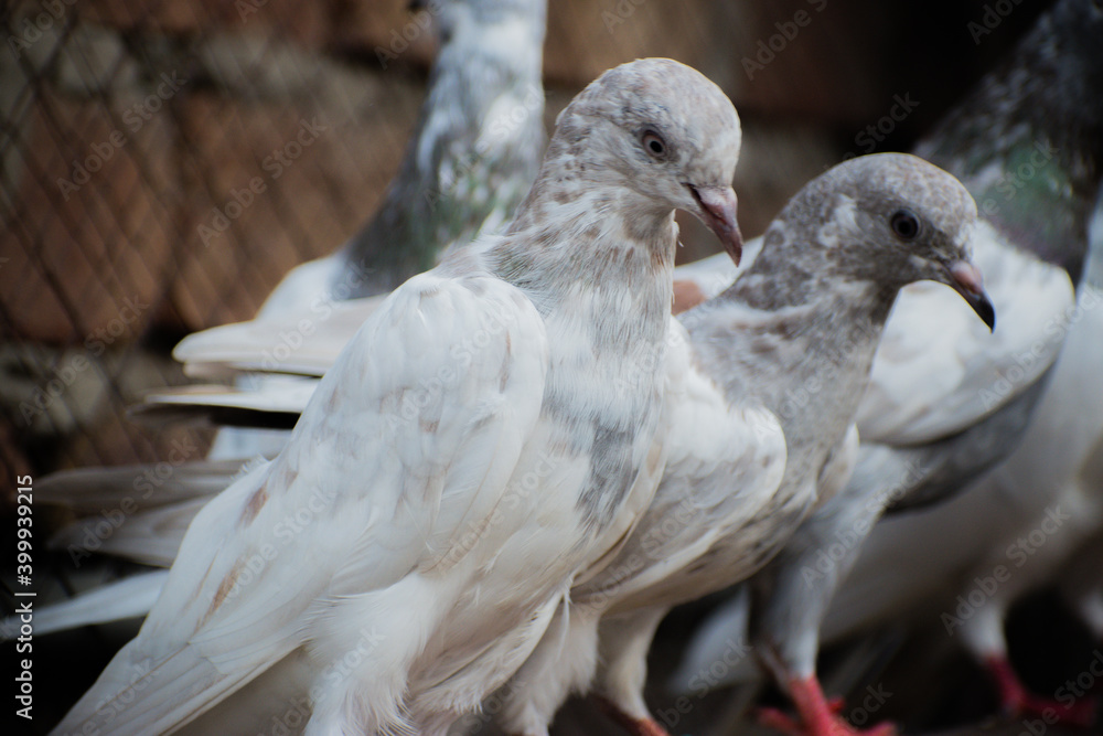 Fototapeta premium Pigeons