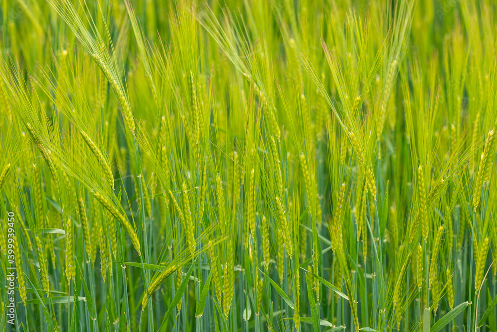 rye grain field inflorescence in earlier phase of grow