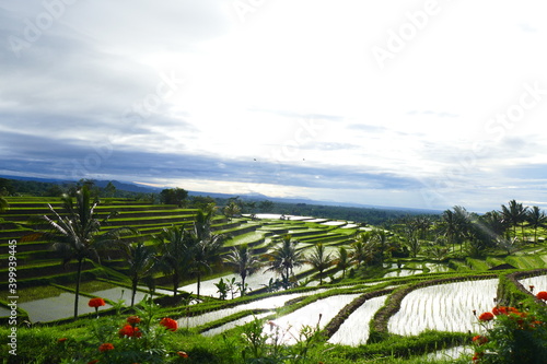 Beautiful rice terraces in the morning light Ubud, Bali, Indonesia.