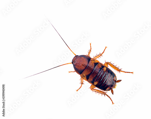 young cockroach on a white background,isolated(top view)