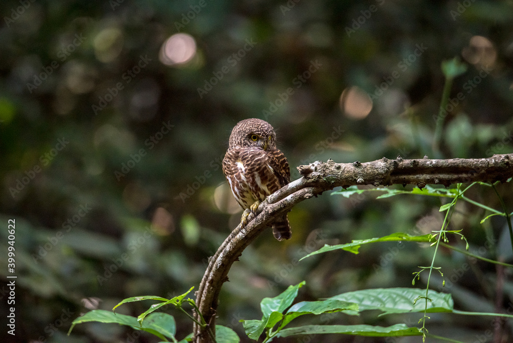 Asian barred owlet (Glaucidium cuculoides) sitting on a branch Asian barred owlet (Glaucidium cuculoides) sitting on a branch