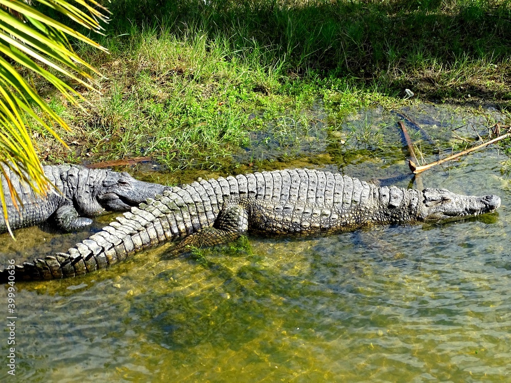 United States, Florida, Miami-Dade County, Everglades National Park, Alligator